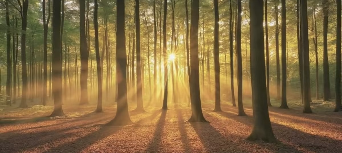 俏天下板材资讯中心