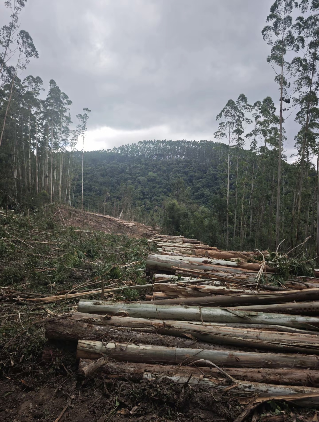 俏天下板材资讯中心