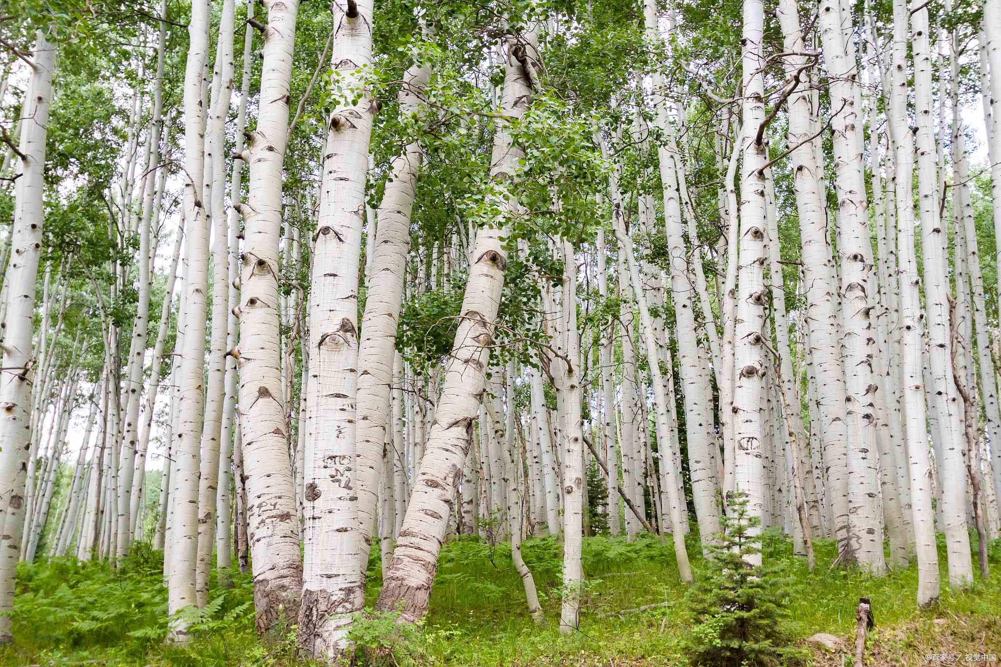 俏天下板材资讯中心